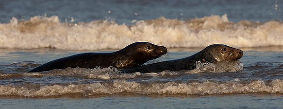 Juvenile grey seals playing in surf