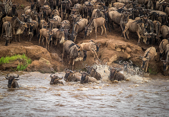 _D9R2074 .. Wildebeest...."Connochaetes taurinus"..Masai Mara