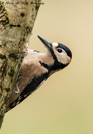 _J0A5833...Great Spotted Woodpecker   .... "Dendrocopos major" male
