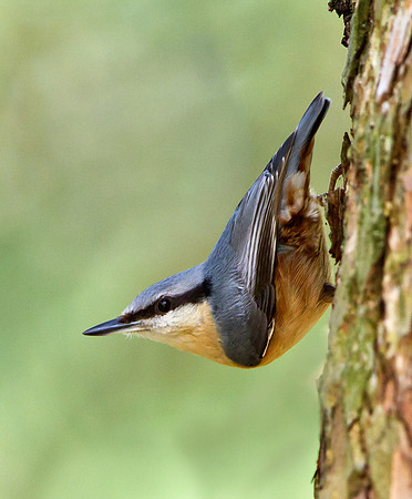 Nuthatch.....  "Sitta europaea"....