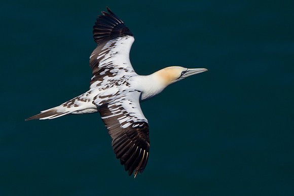 Juvenile Gannet......"Morus bassanus"