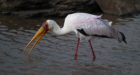 _D9R9540.. Yellow-billed Stork.." Mycteria ibis".. Masai Mara Kenya.