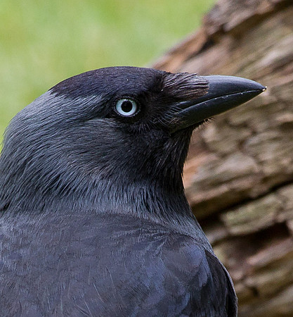 Eye of the Jackdaw........ "Corvus monedula"