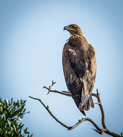 _D9R5611..Tawny Eagle ..."Aquila rapax" Masai Mara Kenya.