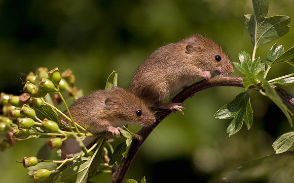 Harvest Mice ...... "Micromys minutus"
