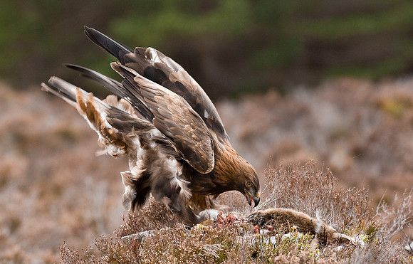 Golden Eagle ..."Aquila chrysaetos"...  landing on carcass