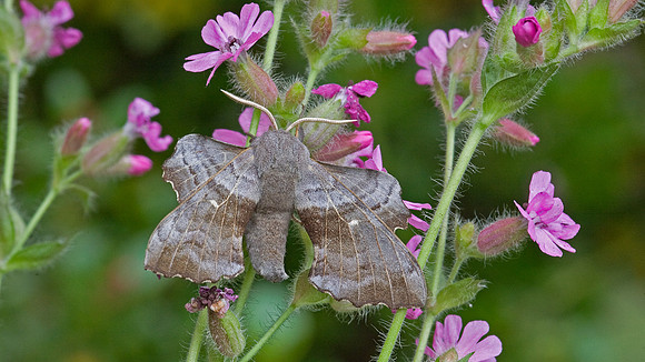 Poplar hawk-moth .. "Laothoe populi" On Pink Campion.