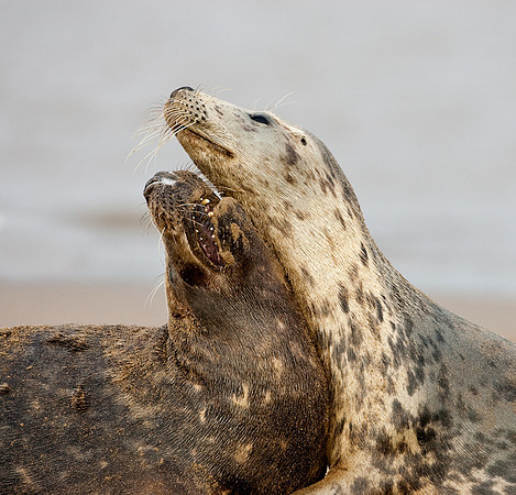 Grey Seals in courtship 2