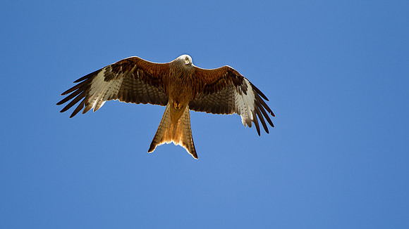 Red Kite....Milvus milvus