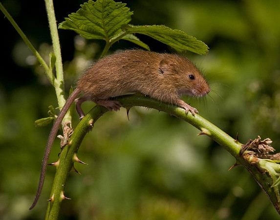 Harvest Mice  ...."Micromys minutus"  on brambles