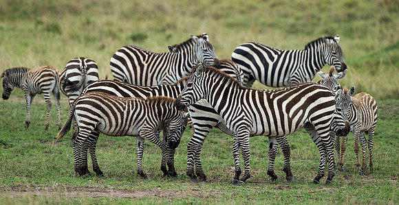 _D9R7450... Burchells  Zebras...."Equus quagga" Masai Mara Kenya.