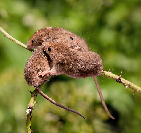 Harvest Mice........ "Micromys minutus" (3 not blind Harvest Mice)