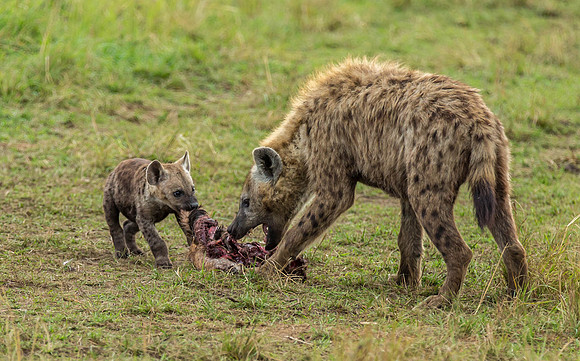 _J0A2184 ...Hyenas..." Crocuta crocuta"... Masai Mara Kenya