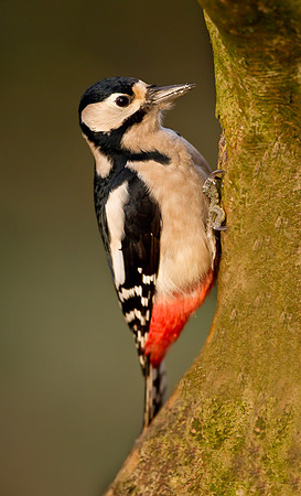 Female Great Spotted Woodpecker.."Dendrocopos major"