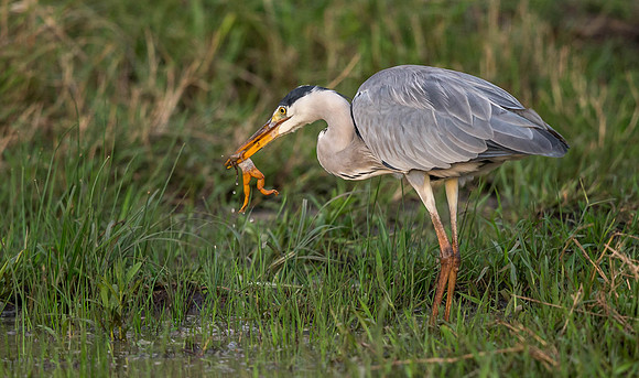 _D9R6460 .... Grey Heron.."..."Ardea cinerea" .. Masai Mara Kenya