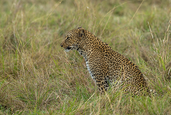 _D9R4048 ... Leopard ...."Panthera pardus" Masai Mara Kenya.