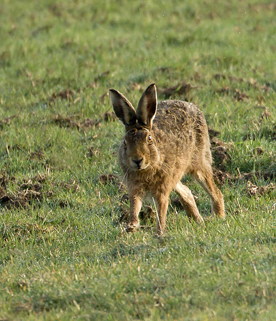 Brown Hare ....  "Lepus capensis"
