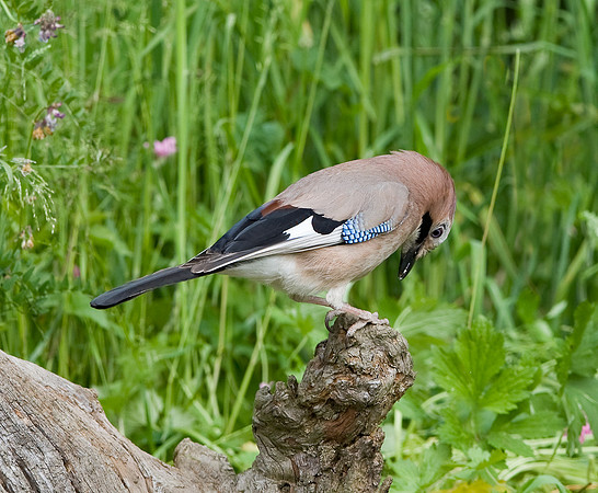 Jay