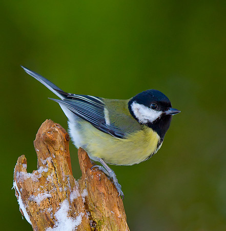 Great tit..." Parus major"