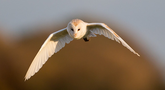 Barn Owl  ...."Tyto alba"