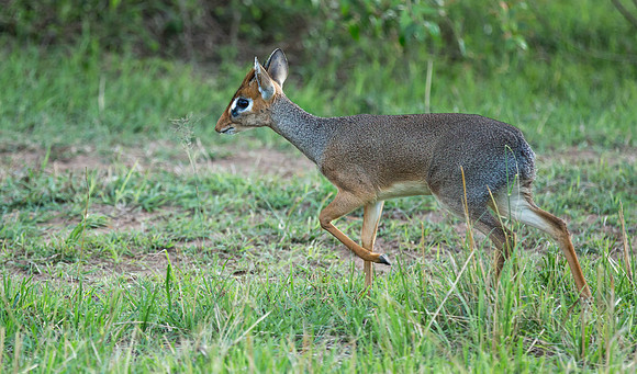 _J0A4592_J0A4576... Dik-dik .." Madoqua Kirkii" Male  Masai Mara Kenya