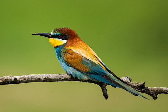 European Bee-eater .."Merops apiaster