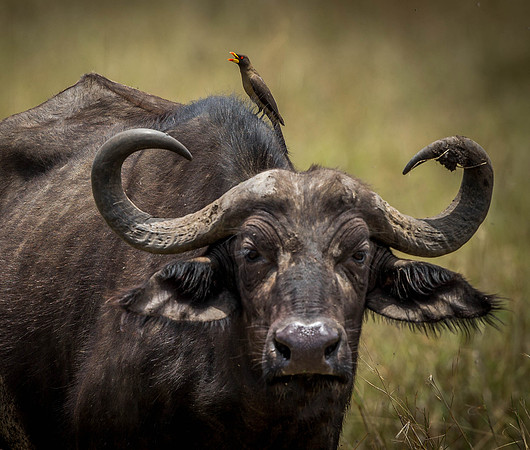 _D9R5596 Yellow-billed Opecker "Buphagus africanus"African Buffalo "Syncerus caffer" Masai Mara Kenya.