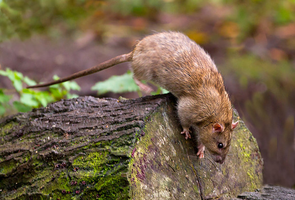 Common Brown Rat ..."Rattus norvegicus"..jumping..