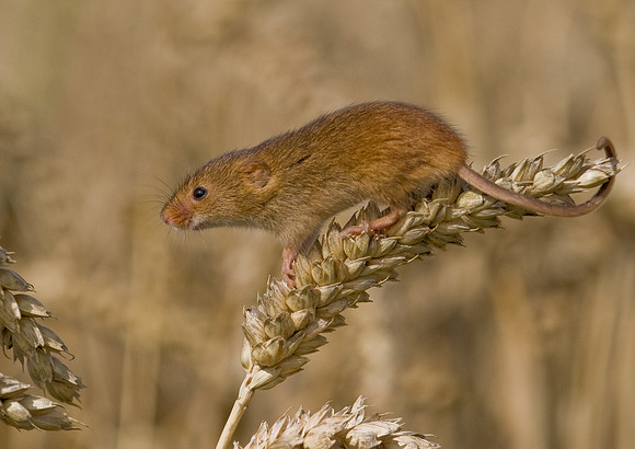Harvest Mouse .. "Micromys minutus" on cereal crop