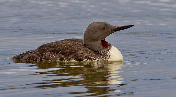 Red-throated Diver  ......"Gavia stellata" in summer plumage