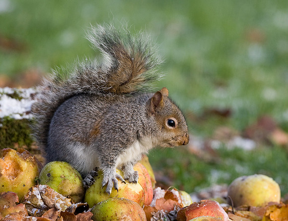 Grey Squirrel...."Sciurus carolinensis" feeding on winter apples.