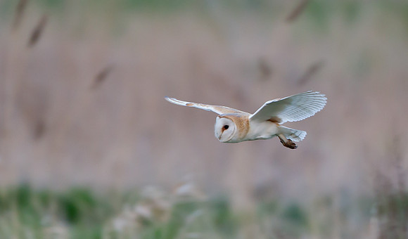 Barn Owl.." tyto alba" The folowing Images up to the Snipe are from a few days I spent in Norfolk. Poor weather and an injury (diagnosed as a ruptured achilles tendon) cut short the trip.