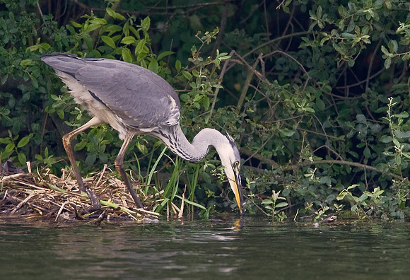 Grey Heron.... ready to strike   ....   "Ardea cinerea"