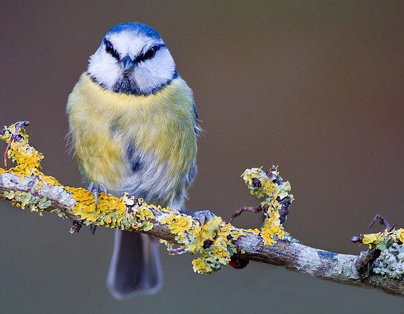 Blue Tit .."Cyanistes caeruleus" The lichen on the branch is reflected on the birds plumage.