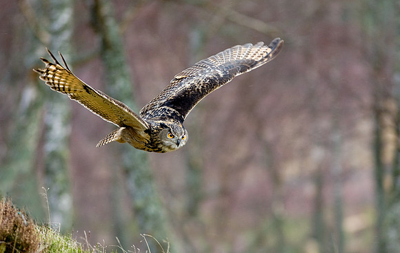 European  Eagle Owl... "Bubo bubo"