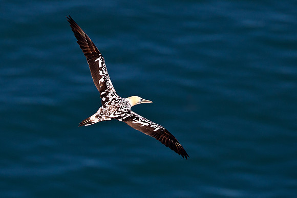 Juvenile Gannet........"Morus bassanus"