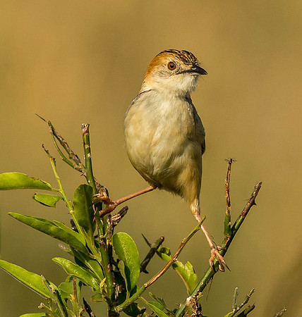 _D9R6884... Rattling Cisticola.. "Cisticola chiniana".. Masai Mara Kenya.