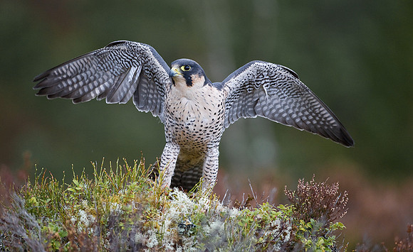Peregrine