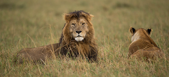 _D9R3846...Lions..."Panthera Leo"...Masai Mara Kenya.