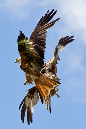 Red Kites fighting....."Milvus milvus"