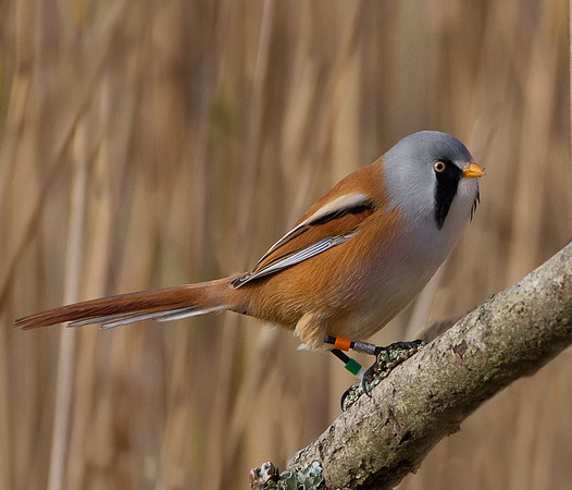 Male Bearded Tit.. "Panurus biarmicus"