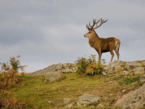 Stag on high ground