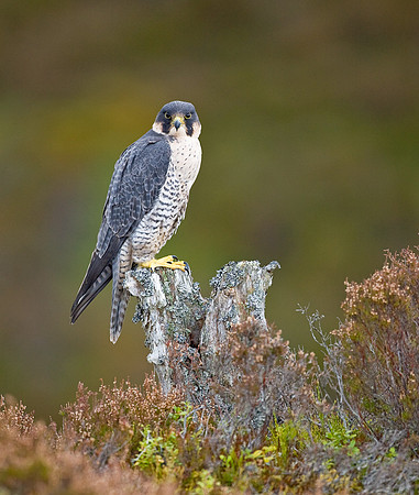 Peregrine