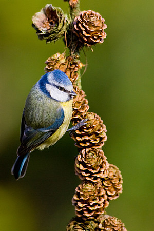 Blue Tit.....  "Parus caeruleus"