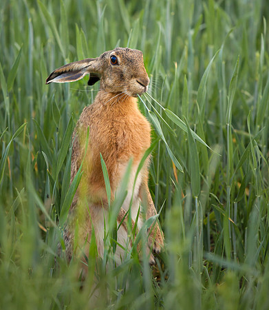 Brown Hare .... "Lepus capensis" eating