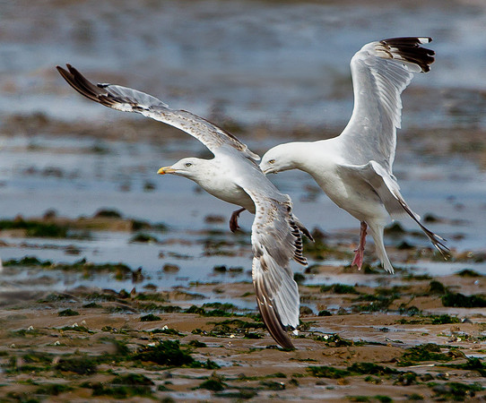 Herring Gulls .."Larus argentatus" ... Squabbling.