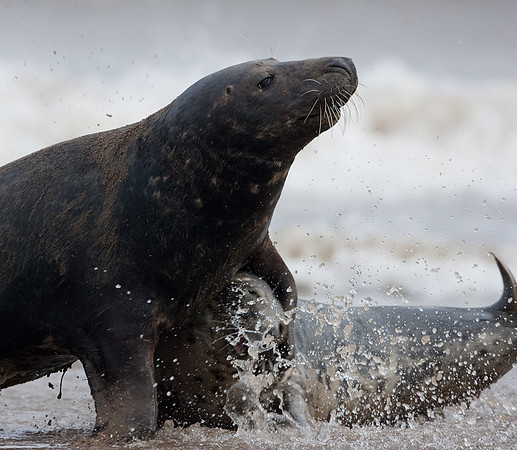 Adult Grey Seal in mating ritual