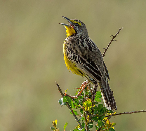 _J0A2852 ...Yellow-throated Longclaw.."Macronyx croceus" female. Masai Mara Kenya.