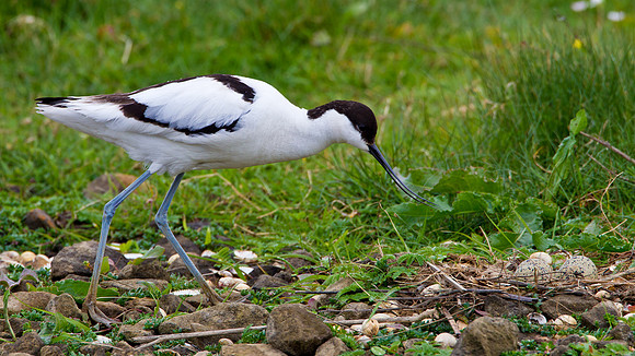 Avocet ....."Recurvirostra avosetta"  returning to the nest.