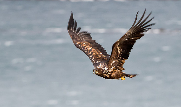 Juvenile White-Tailed Eagle in flight.